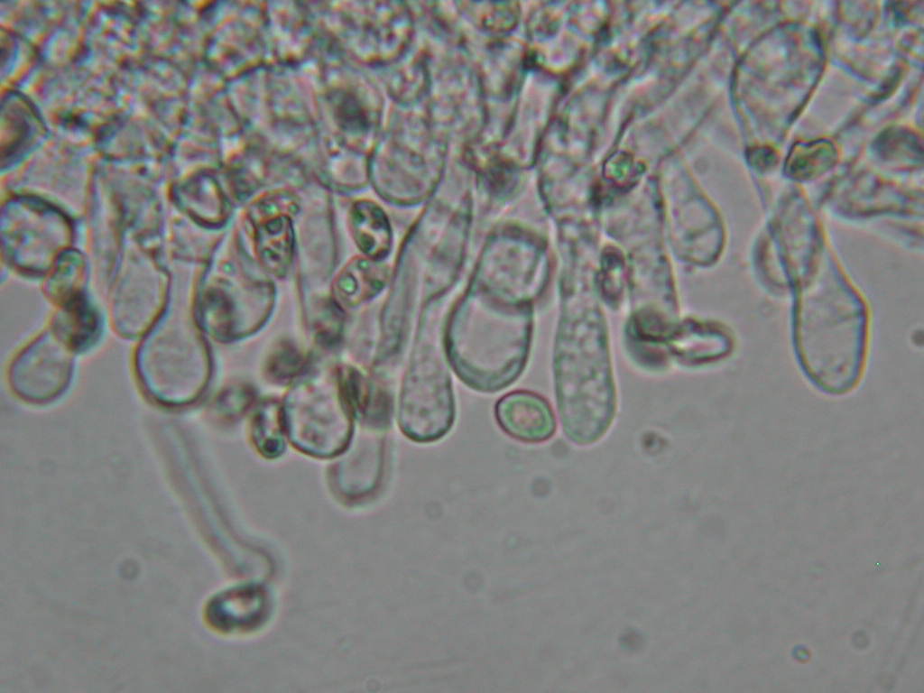 O l''uno... o l''atro???